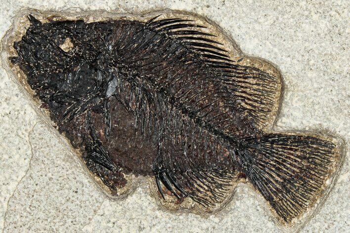 Detailed Fossil Fish (Cockerellites) - Wyoming #292466